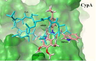 Design and Development of Novel Cyclophilin: A Inhibitors for the Treatment of Hepatitis C Virus Infections