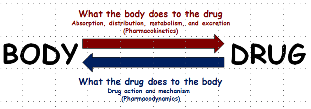 Pharmacokinetics