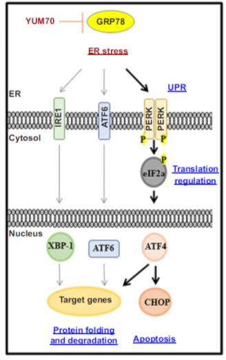 Development of the Hydroxyquinoline Analogue YUM70 as a Novel Inducer of ER Stress in Pancreatic Cancer