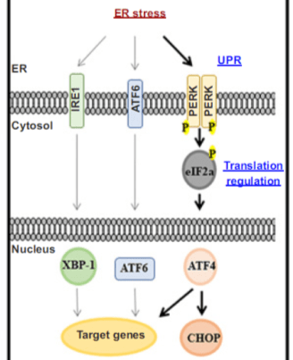 Development of the Hydroxyquinoline Analogue YUM70 as a Novel Inducer of ER Stress in Pancreatic Cancer