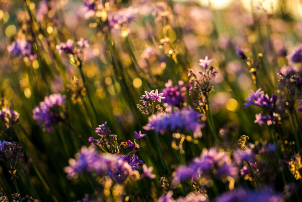Salt and Light: Flourishing